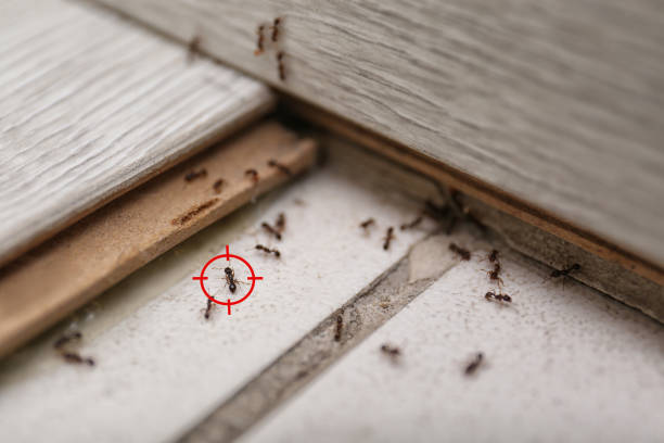 Best Residential Pest Control  in Humansville, MO
