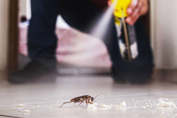 Wasp Removal Services in Humansville, MO